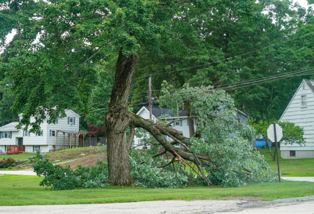 How Our Tree Care Process Works  in  High Point, FL